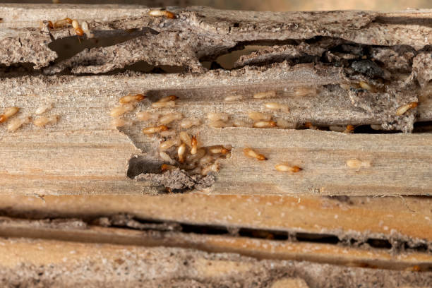 Best Pest Control Near Me  in White Horse, NJ